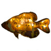 Wetland Fish